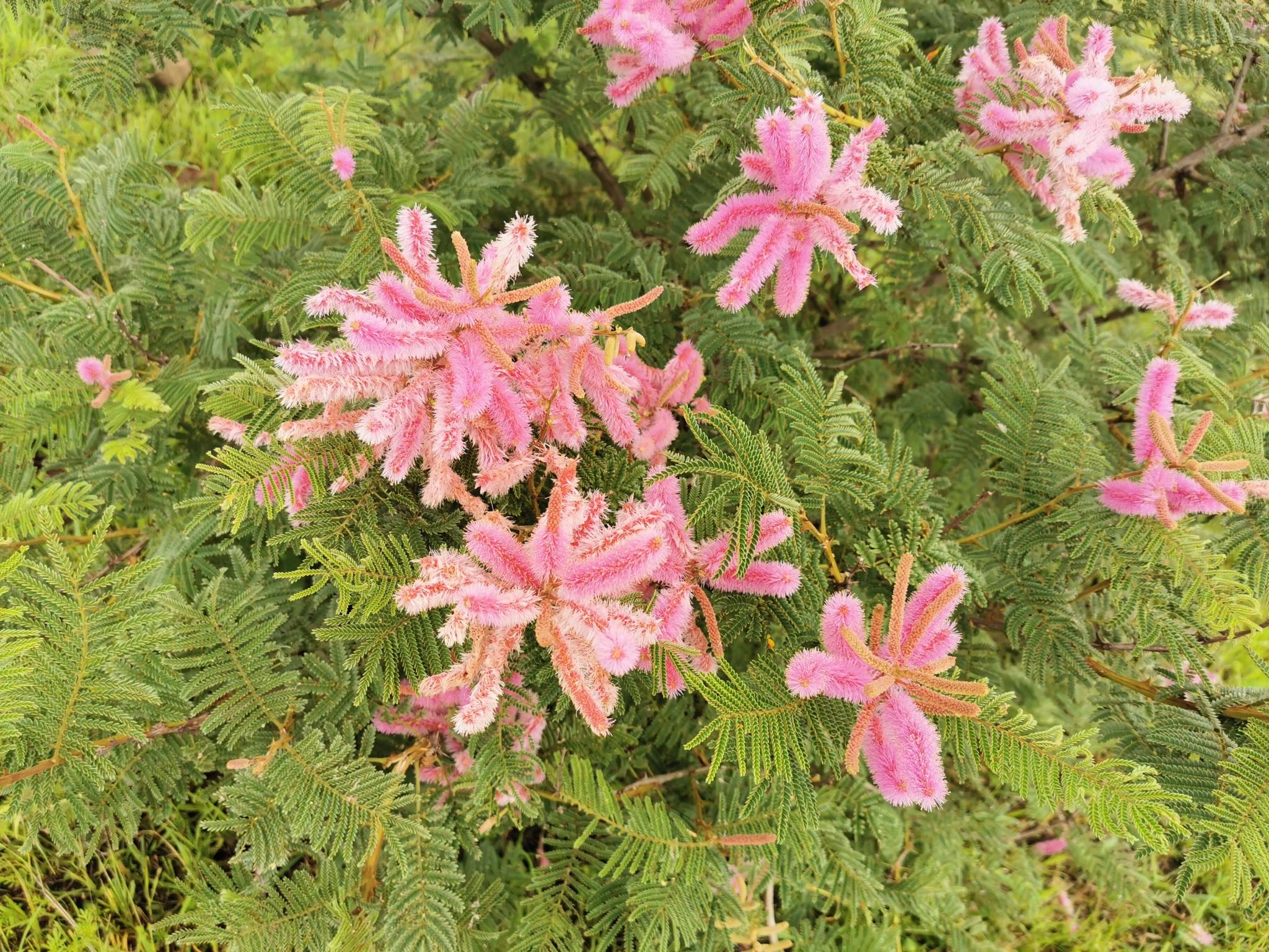 Mimosa benthamii